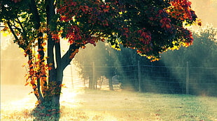 lone tree in mist