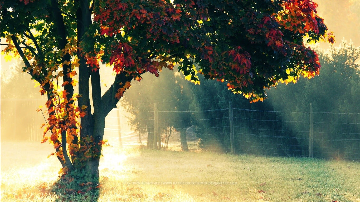 lone tree in mist