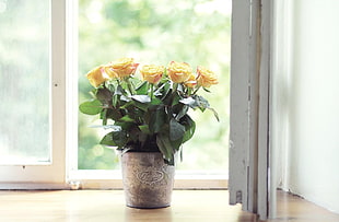 yellow potted flowers on window sill at daytime