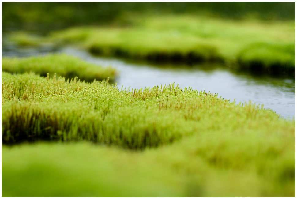 green grass field, grass, river, closeup, depth of field HD wallpaper