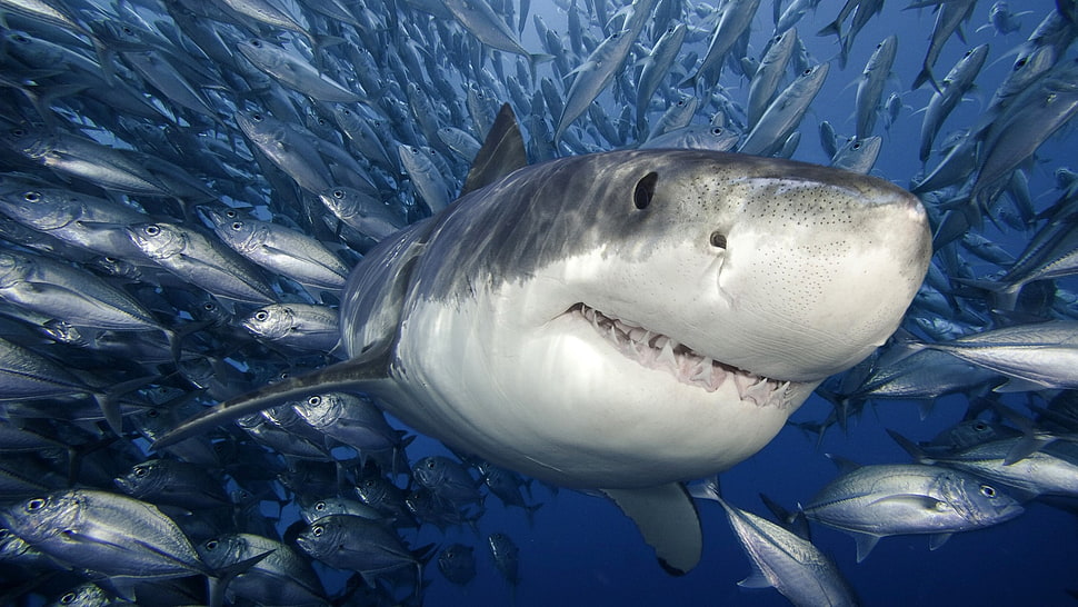 gray Shark fish, shark, animals HD wallpaper