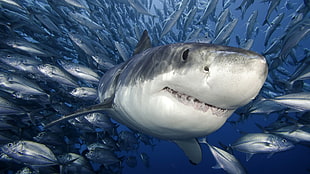 gray Shark fish, shark, animals