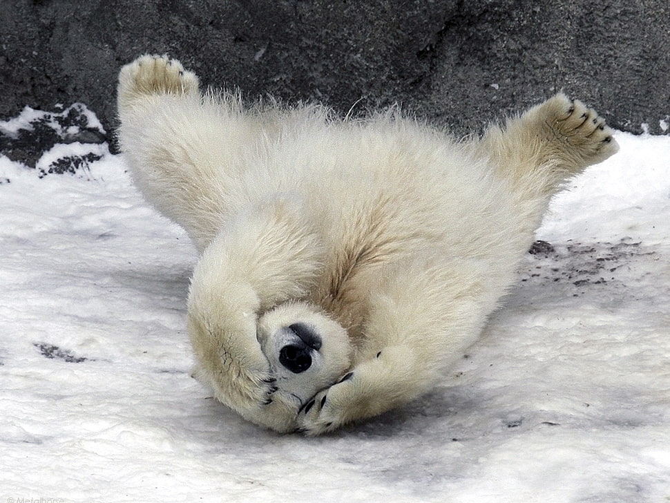 white polar bear in the snow HD wallpaper