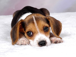 photography of Beagle puppy HD wallpaper