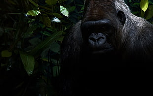 black Gorilla HD wallpaper