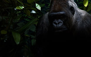 black Gorilla
