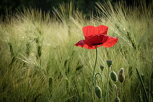 red petaled flower near green grass