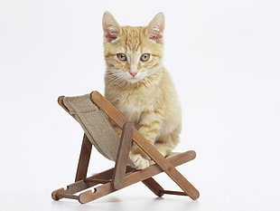 Tabby Kitten on folding chair HD wallpaper
