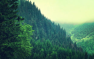 green pine trees during daytime