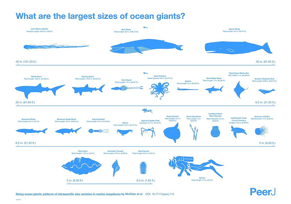 ocean giants fish illustration HD wallpaper