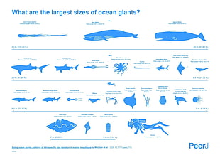 ocean giants fish illustration