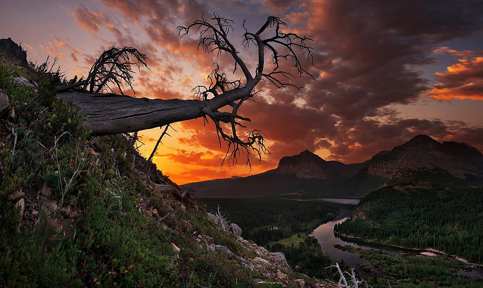 bare tree, nature HD wallpaper
