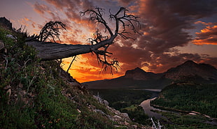 bare tree, nature
