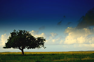green tree in the middle of grass field under white clouds