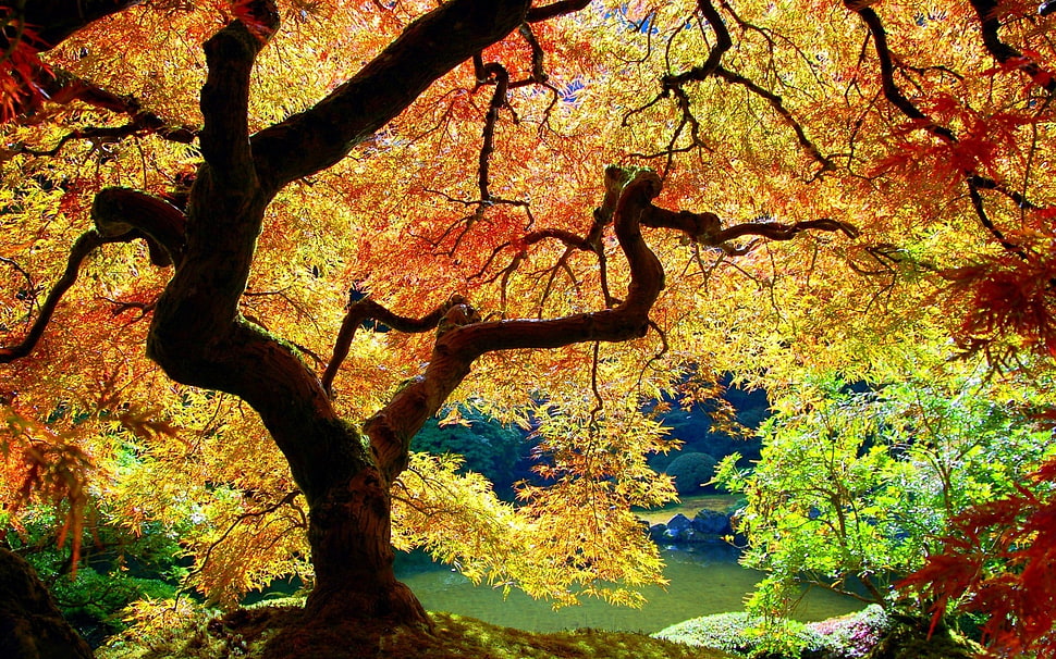 orange and white leaf trees HD wallpaper
