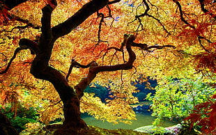 orange and white leaf trees