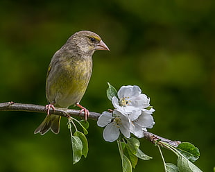green and gray bird on tree brunch, greenfinch, apple tree