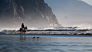 brown horse, horse, sea, waves HD wallpaper