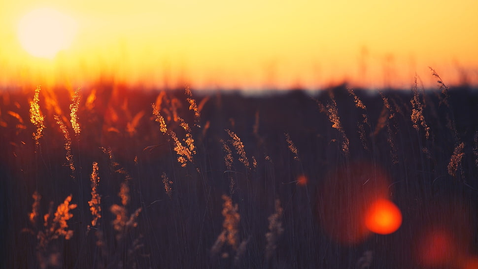 green plant HD wallpaper