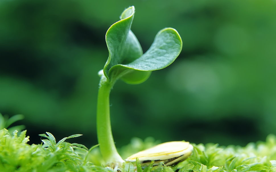 green leaf plant HD wallpaper