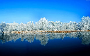 white leafed tree, lake, forest, snow