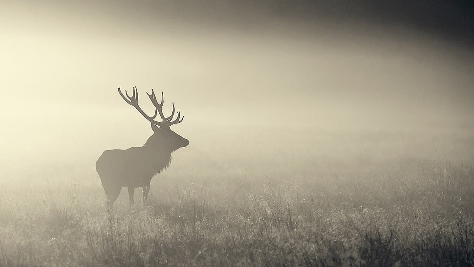 silhouette of deer, nature, mist, animals, elk HD wallpaper