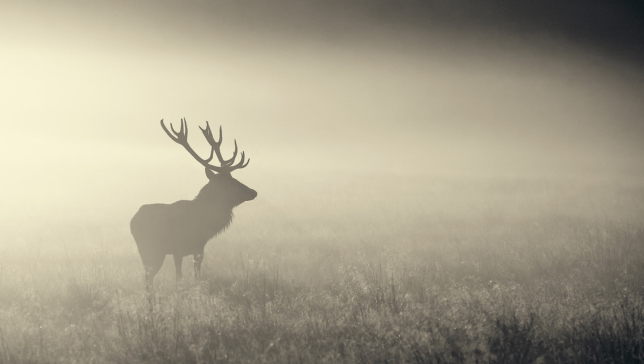 silhouette of deer, nature, mist, animals, elk