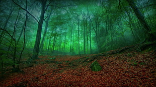 forest graphic wallpaper, nature, forest, trees HD wallpaper