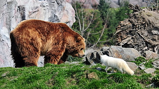 brown bear and Persian cat, animals, bears, fox
