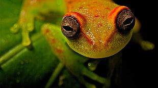 close up shot orange and green frog