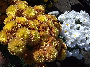yellow Dahlia flowers and white daisy flowers