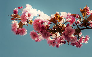close up photo of pink cluster petaled flowers on tree branch