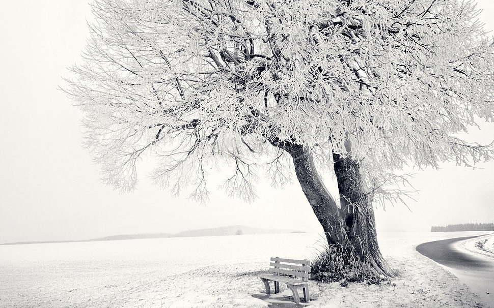 bare tree and grey wooden bench, nature HD wallpaper
