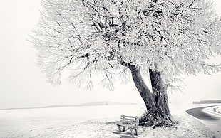 bare tree and grey wooden bench, nature