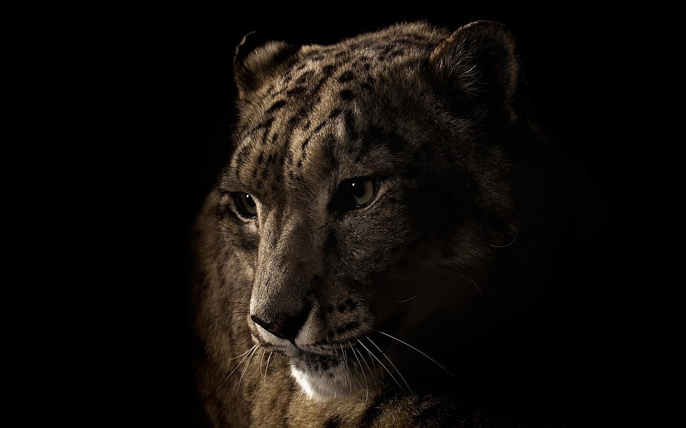 leopard digital wallpaper HD wallpaper