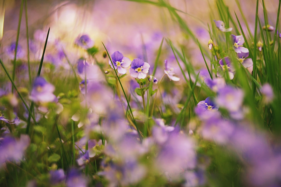 close-up photography of purple and white petal flowers HD wallpaper