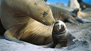 wildlife photography of two gray and brown Sealions