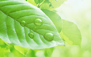 shallow photo of rain drops on green leaf HD wallpaper