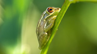green frog macro photography HD wallpaper