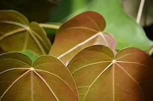 four brown leaves