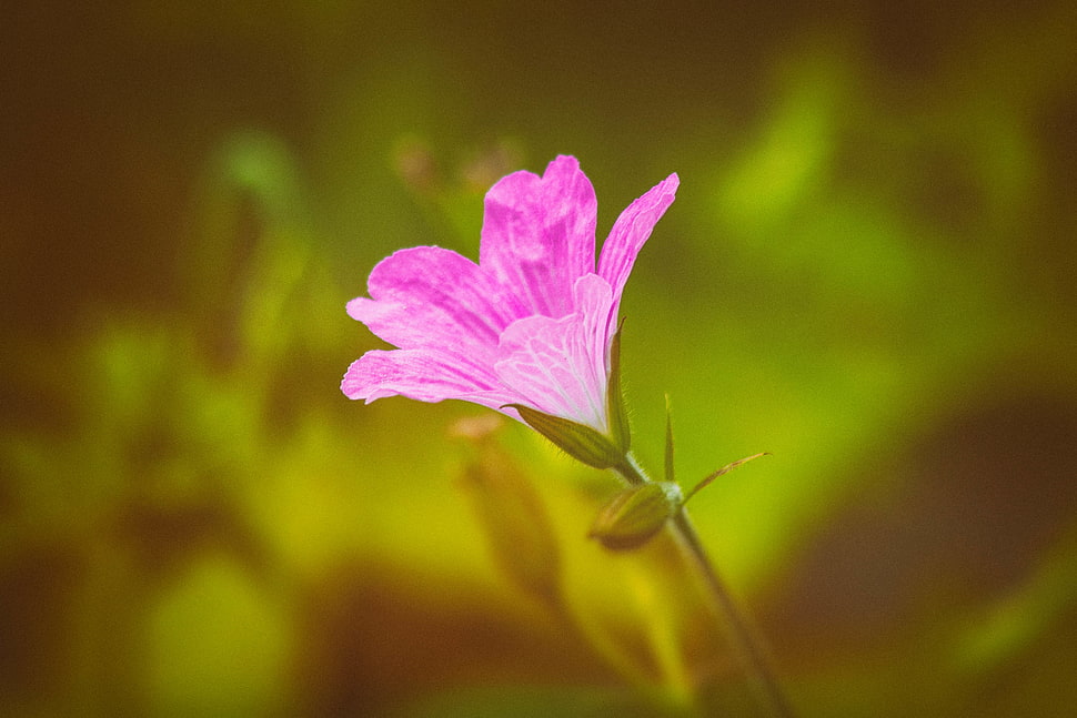 HD, geranium, flower HD wallpaper