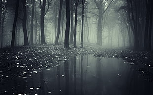 grayscale photography of river surrounded by trees