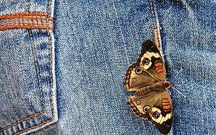 Common Buckeye Butterfly HD wallpaper