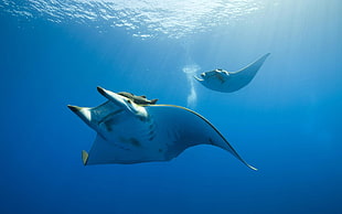 two gray manta rays, photography, nature, sea, water