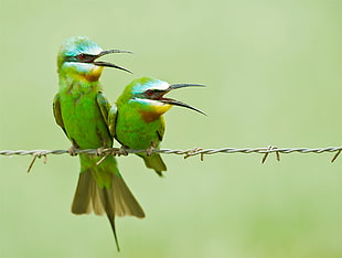two green-and-white birds on gray steel barbwire, bee-eater HD wallpaper