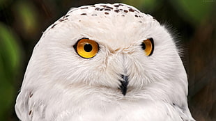macro shot of white owl