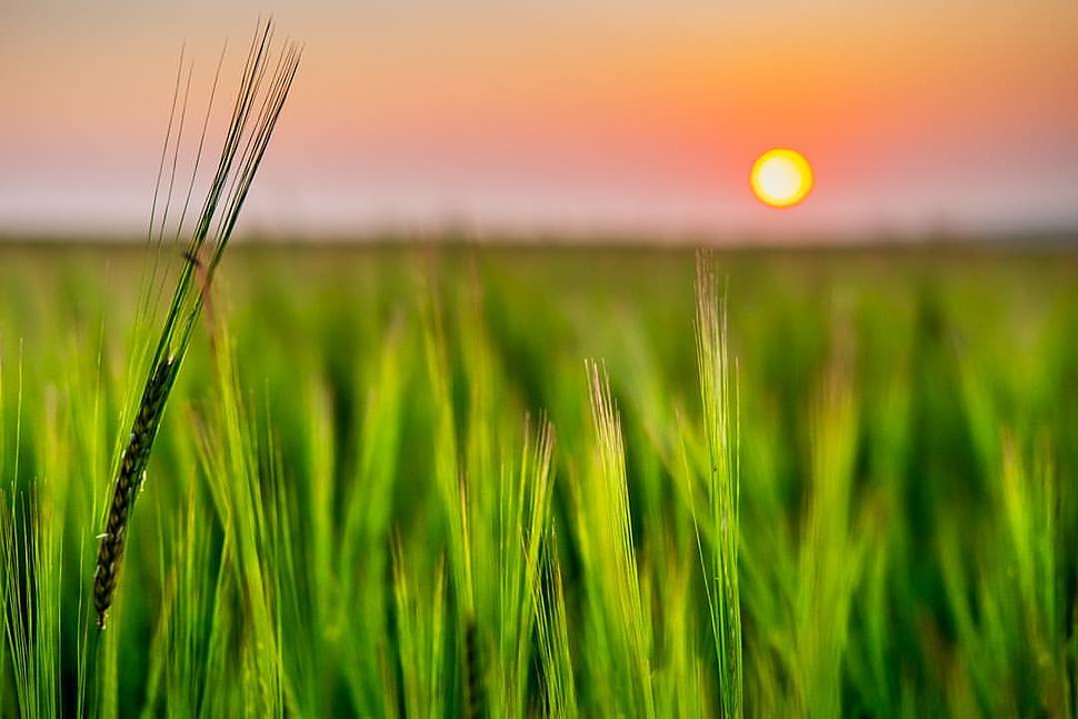 selective focus wheat plat with sun background, corn, grass HD wallpaper