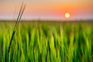 selective focus wheat plat with sun background, corn, grass HD wallpaper