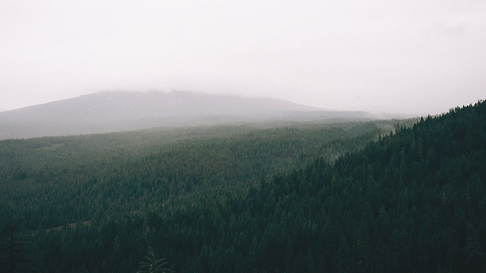 black and gray area rug, forest, landscape HD wallpaper