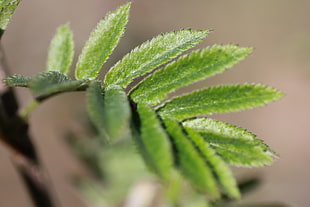 close-up photograph of fern HD wallpaper